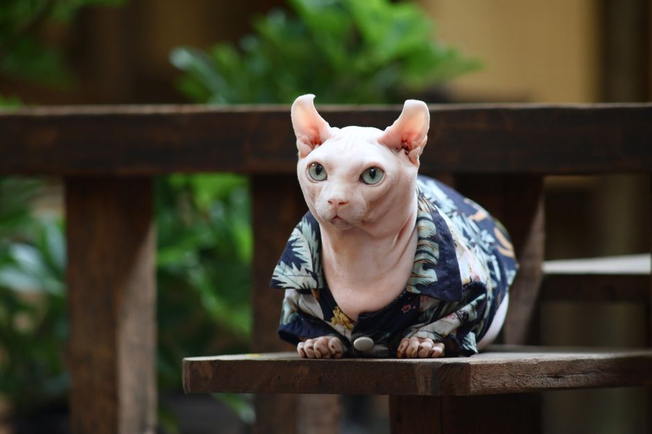 Trendy Cat Clothing to Keep Your Cat Warm